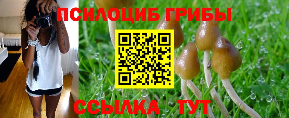 Псилоцибиновые грибы мицелий  как найти   Владивосток 